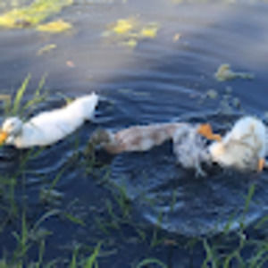 Meet your Posher, Melina